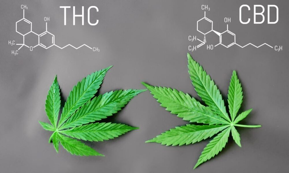 Here’s Everything You Need To Know About Thc And Cbd