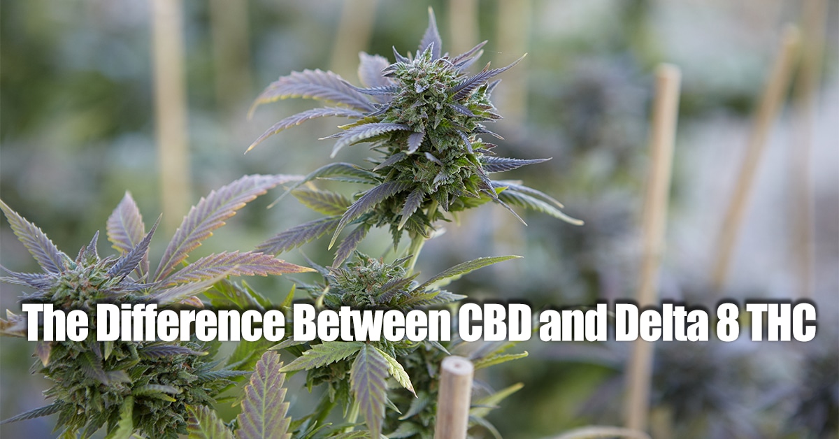 The Difference Between CBD and Delta 8 THC