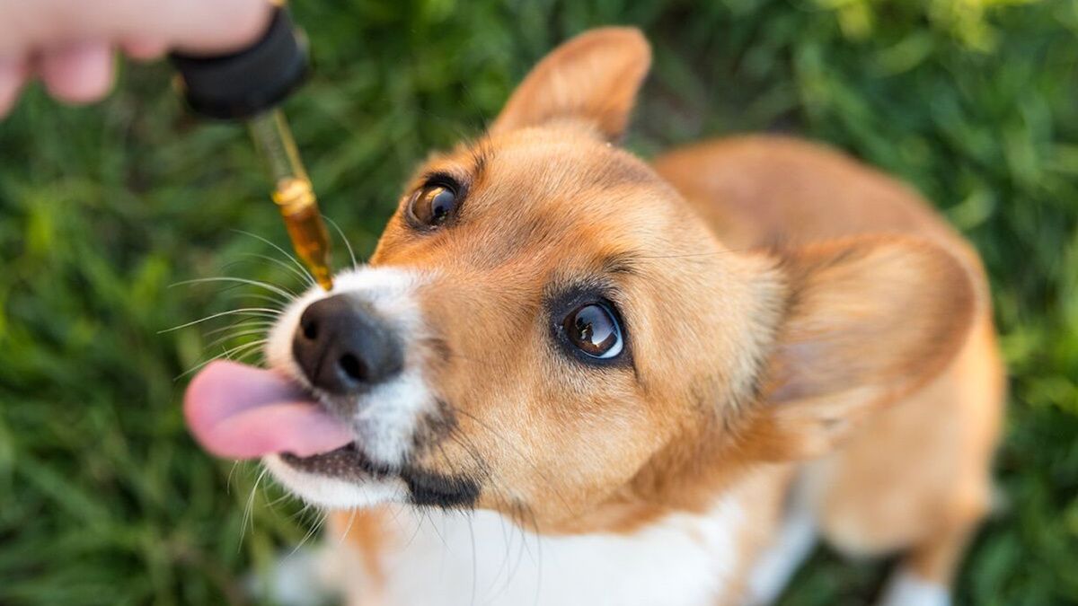 CBD Oil for Dogs: 7 Benefits & Treatment Guide