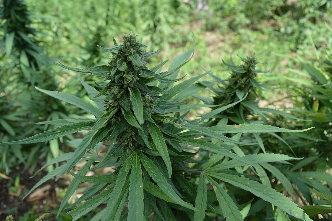 cannabis marijuana farm jamaica cr wikimedia commons