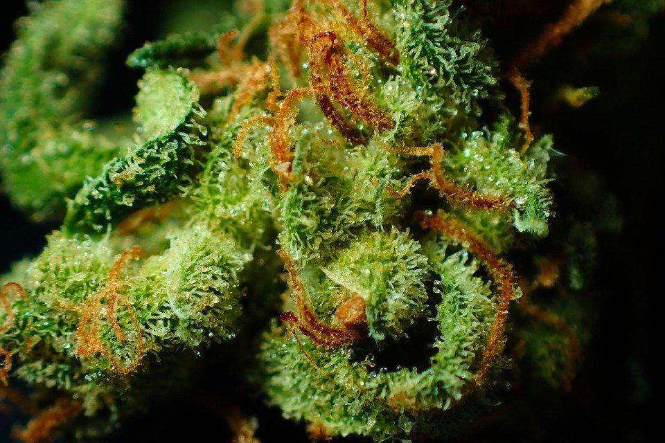 bud cannabis close up dope drug flower ganja