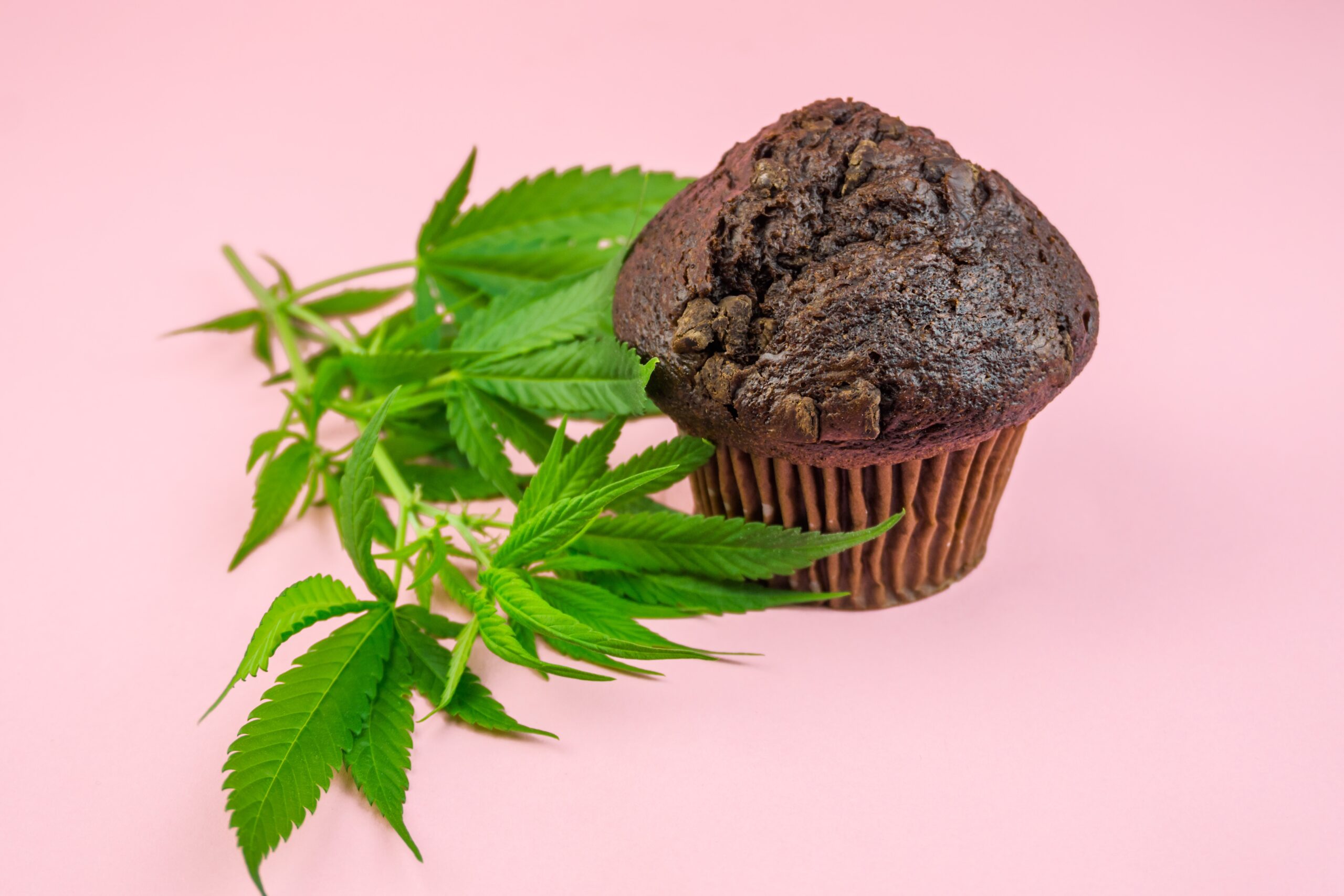cannabis chocolate muffins infused with cbd or thc 2022 11 15 11 08 18 utc scaled