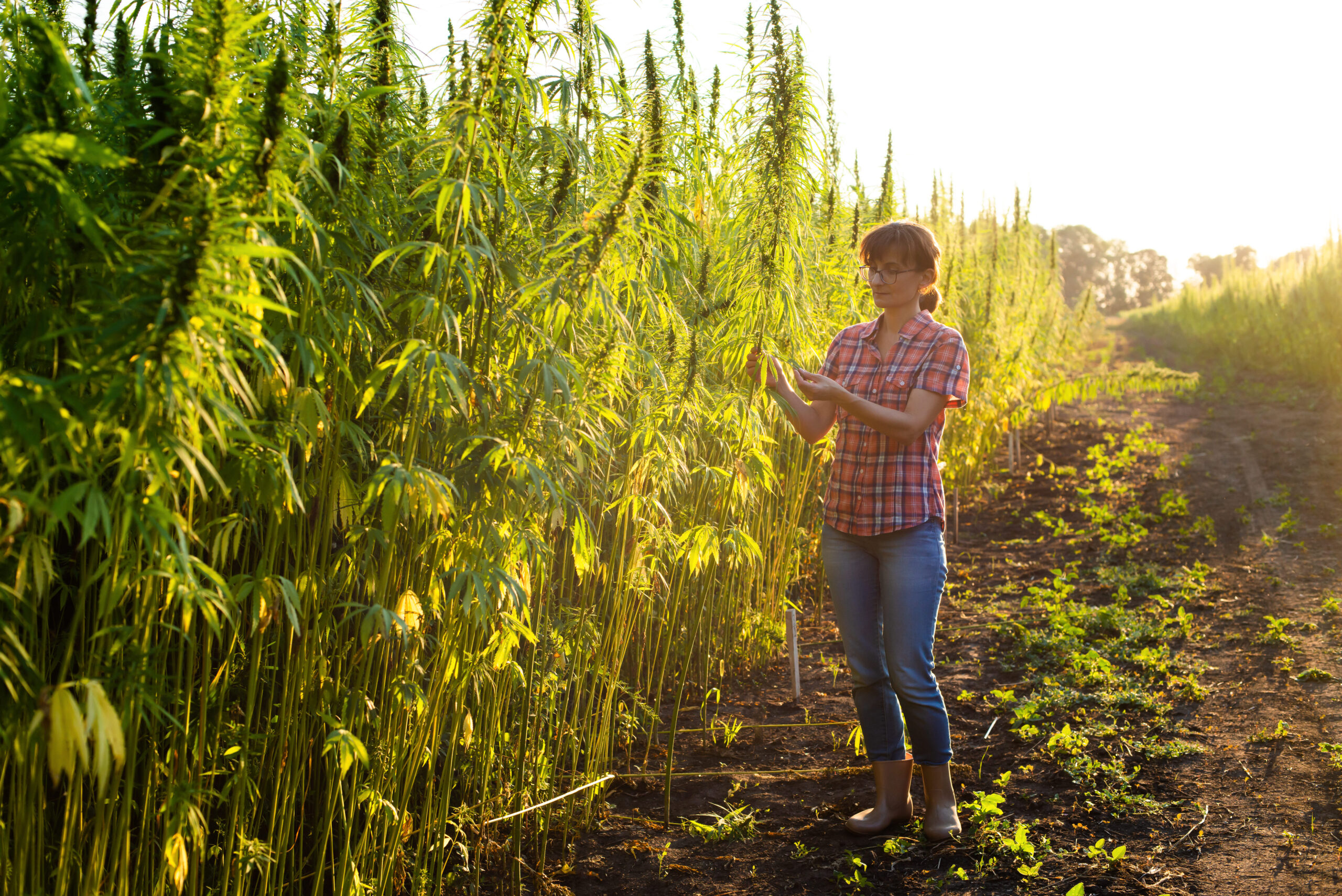 caucasian female farmer checking industrial hemp s 2022 01 19 00 12 01 utc scaled
