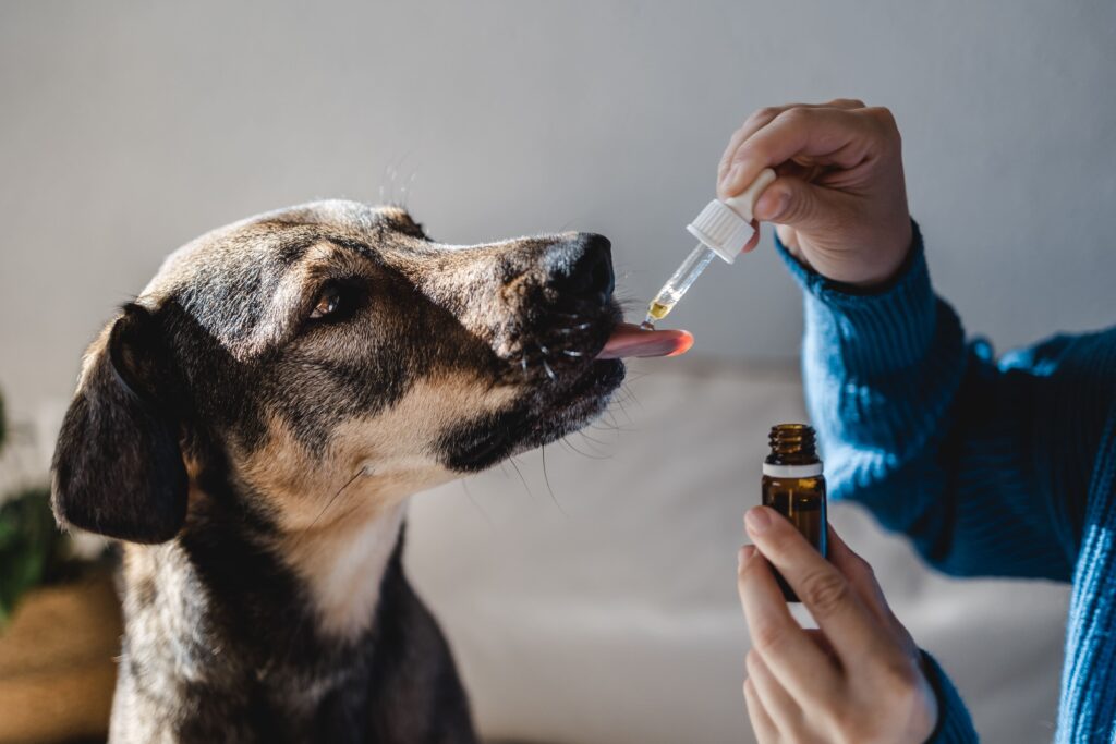 Why Use CBD Oil for Dogs?