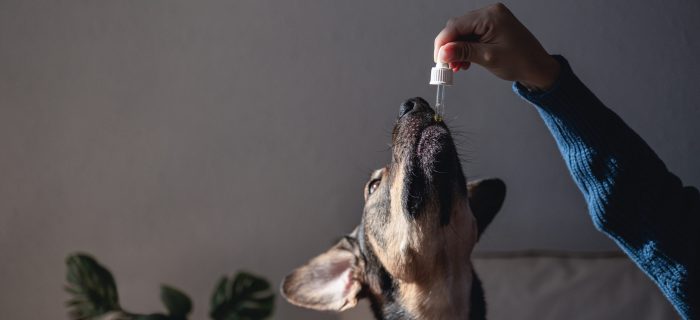 pet dog taking cbd hemp oil canine licking canna 2022 01 17 17 01 14 utc scaled