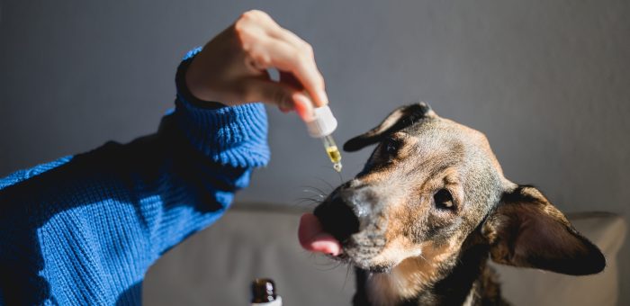 pet dog taking cbd hemp oil canine licking canna 2022 09 10 16 17 03 utc scaled